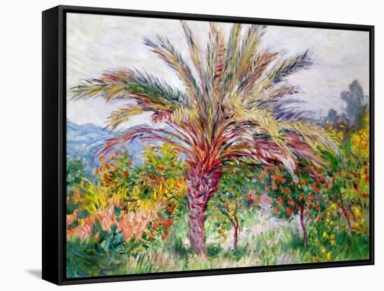 Palm Tree at Bordighera, C.1884-Claude Monet-Framed Stretched Canvas