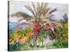 Palm Tree at Bordighera, C.1884-Claude Monet-Stretched Canvas