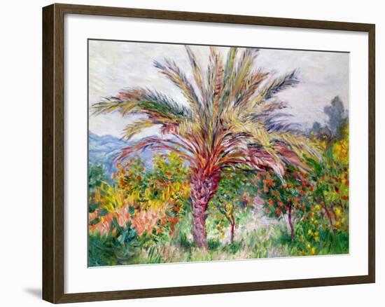 Palm Tree at Bordighera, C.1884-Claude Monet-Framed Giclee Print