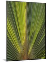 Palm Tree at Radisson Resort, Palm Beach, Aruba, Caribbean-Lisa S. Engelbrecht-Mounted Photographic Print