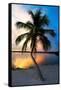 Palm Tree at Sunset - Florida-Philippe Hugonnard-Framed Stretched Canvas