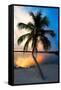 Palm Tree at Sunset - Florida-Philippe Hugonnard-Framed Stretched Canvas