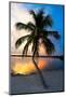 Palm Tree at Sunset - Florida-Philippe Hugonnard-Mounted Photographic Print