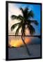 Palm Tree at Sunset - Florida-Philippe Hugonnard-Framed Photographic Print