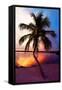 Palm Tree at Sunset - Florida-Philippe Hugonnard-Framed Stretched Canvas