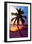 Palm Tree at Sunset - Florida-Philippe Hugonnard-Framed Photographic Print