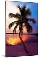 Palm Tree at Sunset - Florida-Philippe Hugonnard-Mounted Photographic Print