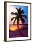 Palm Tree at Sunset - Florida-Philippe Hugonnard-Framed Photographic Print