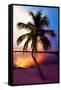 Palm Tree at Sunset - Florida-Philippe Hugonnard-Framed Stretched Canvas