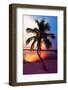 Palm Tree at Sunset - Florida-Philippe Hugonnard-Framed Photographic Print