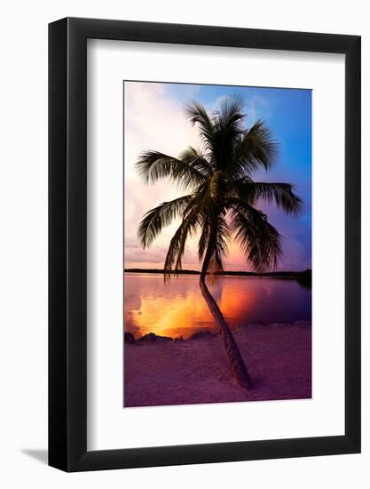 Palm Tree at Sunset - Florida-Philippe Hugonnard-Framed Photographic Print