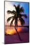 Palm Tree at Sunset - Florida-Philippe Hugonnard-Mounted Photographic Print