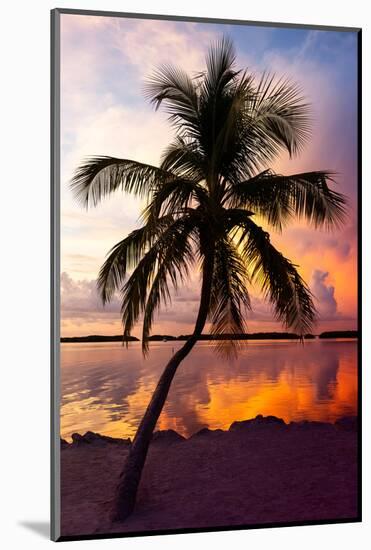 Palm Tree at Sunset - Florida-Philippe Hugonnard-Mounted Photographic Print