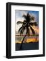 Palm Tree at Sunset - Florida-Philippe Hugonnard-Framed Photographic Print