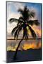 Palm Tree at Sunset - Florida-Philippe Hugonnard-Mounted Photographic Print