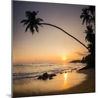 Palm Tree at Sunset on Tropical Mirissa Beach-Matthew Williams-Ellis-Mounted Photographic Print