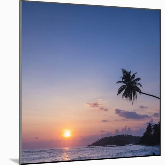 Palm Tree at Sunset on Tropical Mirissa Beach-Matthew Williams-Ellis-Mounted Photographic Print