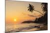 Palm Tree at Sunset on Tropical Mirissa Beach-Matthew Williams-Ellis-Mounted Photographic Print