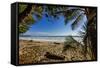 Palm Tree at the Southern Tip of the Nicoya Peninsula, Puntarenas, Costa Rica-Rob Francis-Framed Stretched Canvas