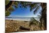 Palm Tree at the Southern Tip of the Nicoya Peninsula, Puntarenas, Costa Rica-Rob Francis-Mounted Photographic Print