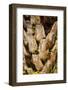 Palm Tree Bark-Richard T. Nowitz-Framed Photographic Print