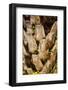 Palm Tree Bark-Richard T. Nowitz-Framed Photographic Print