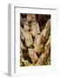Palm Tree Bark-Richard T. Nowitz-Framed Photographic Print