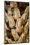 Palm Tree Bark-Richard T. Nowitz-Mounted Photographic Print