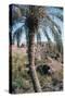 Palm Tree Below Lion of Babylon, Iraq, 1977-Vivienne Sharp-Stretched Canvas