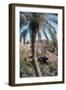 Palm Tree Below Lion of Babylon, Iraq, 1977-Vivienne Sharp-Framed Photographic Print