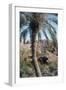 Palm Tree Below Lion of Babylon, Iraq, 1977-Vivienne Sharp-Framed Photographic Print