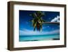 Palm Tree Bending over the Beach, Bora Bora, Society Islands, French Polynesia-null-Framed Photographic Print