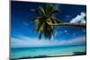 Palm Tree Bending over the Beach, Bora Bora, Society Islands, French Polynesia-null-Mounted Photographic Print