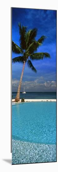 Palm Tree by a Pool Overlooking the Ocean, Tahiti, French Polynesia-null-Mounted Photographic Print