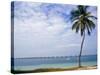 Palm Tree by Bay, Florida Keys, Florida-Terry Eggers-Stretched Canvas