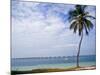 Palm Tree by Bay, Florida Keys, Florida-Terry Eggers-Mounted Photographic Print