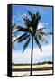 Palm Tree by South Beach-Raul Rosa-Framed Stretched Canvas