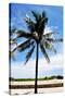 Palm Tree by South Beach-Raul Rosa-Stretched Canvas