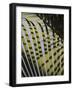 Palm Tree, Dominic Republic-Lisa S^ Engelbrecht-Framed Art Print