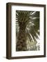 Palm tree from below. Oman.-Tom Norring-Framed Photographic Print