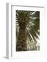 Palm tree from below. Oman.-Tom Norring-Framed Photographic Print