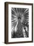 Palm tree from below. Oman.-Tom Norring-Framed Photographic Print