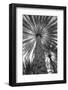 Palm tree from below. Oman.-Tom Norring-Framed Photographic Print