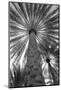 Palm tree from below. Oman.-Tom Norring-Mounted Photographic Print