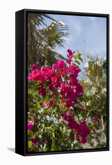 Palm Tree, Grand Cayman, Cayman Islands, British West Indies-Lisa S. Engelbrecht-Framed Stretched Canvas