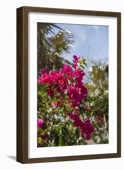 Palm Tree, Grand Cayman, Cayman Islands, British West Indies-Lisa S. Engelbrecht-Framed Photographic Print