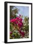 Palm Tree, Grand Cayman, Cayman Islands, British West Indies-Lisa S. Engelbrecht-Framed Photographic Print