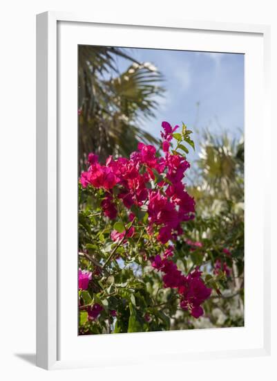 Palm Tree, Grand Cayman, Cayman Islands, British West Indies-Lisa S. Engelbrecht-Framed Photographic Print