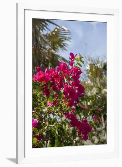 Palm Tree, Grand Cayman, Cayman Islands, British West Indies-Lisa S. Engelbrecht-Framed Photographic Print