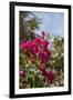 Palm Tree, Grand Cayman, Cayman Islands, British West Indies-Lisa S. Engelbrecht-Framed Photographic Print